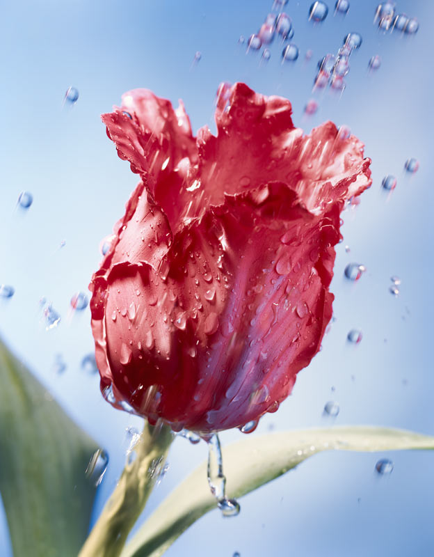 COPYRIGHT OLIVER LIPPERT