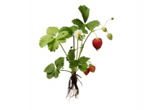 oliverlippert_food_053